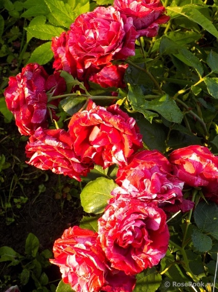 Роза сорт Дип Импрешн - Питомник роз